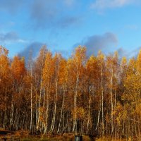 Золотая берёзовая рощица :: Aida10 