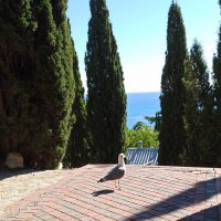 "... Знаешь, мне иногда кажется, что я птица. Когда стоишь на горе, так тебя и тянет лететь. &q :: Галина 