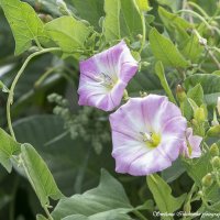 Вьюнок полевой - березка :: Светлана Ищенко