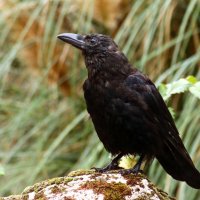 Ворон :: Юрий. Шмаков