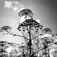 Фотография :: Денис Безногов