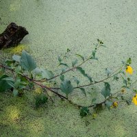 Склоняясь к воде... :: Николай Гирш