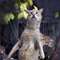 камышовый кот 30 октября :: Михаил Бибичков