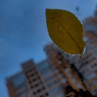 письмо от осени прилетело :: Артём 