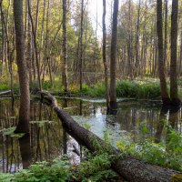 Лесное озеро. :: Сергей Татаринов