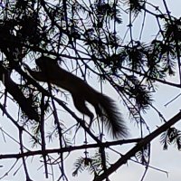 Хвостик :: Наталия 