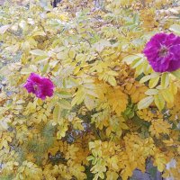 Осеннее цветение :: Виктор 