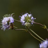 .... :: Sergey (Apg)