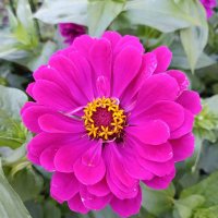 Цинния. :: Ирина ***