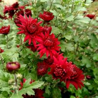 Хризантемы :: Мария Васильева