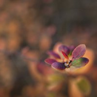 Осеннее панно :: Валерий VRN Осеннее панно :: Валерий VRN