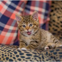 ..... :: Sergey (Apg)