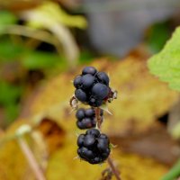 природа 30 октября 7 :: Александр Прокудин