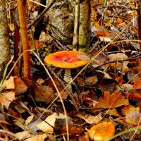 природа 30 октября 10 :: Александр Прокудин природа 30 октября 10 :: Александр Прокудин