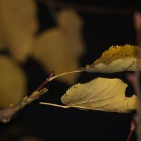 Осенние картинки :: Наталья Герасимова Осенние картинки :: Наталья Герасимова