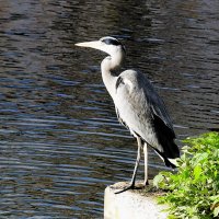 Наблюдатель :: Владимир Манкер