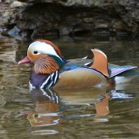 Мандарин :: Владислав Иопек