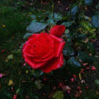 Октябрь уже отступил :-( :: Андрей Лукьянов Октябрь уже отступил :-( :: Андрей Лукьянов