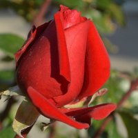 Магия красного) :: Татьяна Лютаева Магия красного) :: Татьяна Лютаева