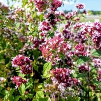 Прогулка по променаду Круизного терминала :: Veera V