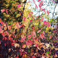 Осень...Красуется дерн  сибирский! :: Владимир 