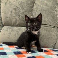 K :: Андрей Л. В.