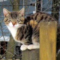 Кошка на посту :: Ольга Довженко