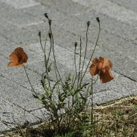 Мак :: Игорь Сикорский