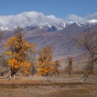 Курай :: Sergey38 