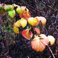 Осень раскрасила :: Людмила Смородинская Осень раскрасила :: Людмила Смородинская