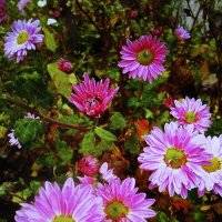 Красота :: Людмила Смородинская