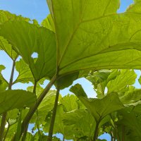 Сахалинские лопухи :: ИРЭН@ .