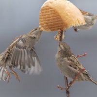 из жизни воробьев . :: юрий макаров из жизни воробьев . :: юрий макаров