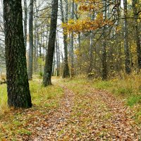 Осенний лес. :: Милешкин Владимир Алексеевич Осенний лес. :: Милешкин Владимир Алексеевич