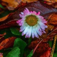 Октябрьская красотулька. :: Анатолий. Chesnavik. Октябрьская красотулька. :: Анатолий. Chesnavik.