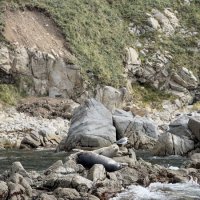 Нерпы :: Ксения N