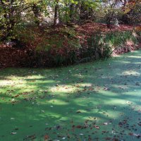 течёт зелёная река :: Елена Шаламова