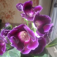 Глоксиния :: Елена Семигина