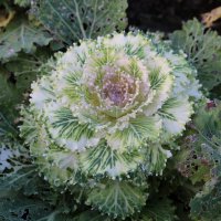 Кудрявая красотка :: Ольга Кудрявая красотка :: Ольга