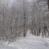 Природа Крыма :: Amazing Cosmea