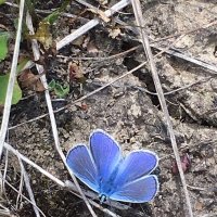 Бабочка :: Ольга Савельева 