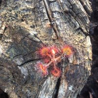 Росянка :: Ольга Савельева 