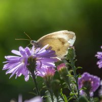 Осенняя капустница :: Наталья Димова