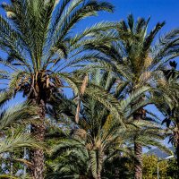 Пальмы :: Светлана SvetNika17