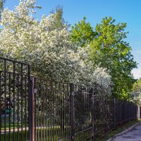 яблони в цвету... :: navalon M