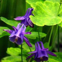 Аквилегия. :: nadyasilyuk Вознюк Аквилегия. :: nadyasilyuk Вознюк