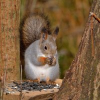 ** :: Александр Зуев