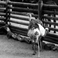 Хорошо,что эти птицы не летают.. :: Юрий. Шмаков