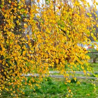 Последние дни золотой осени :: Светлана 