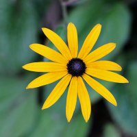 Солнышко рудбекии :: Светлана 